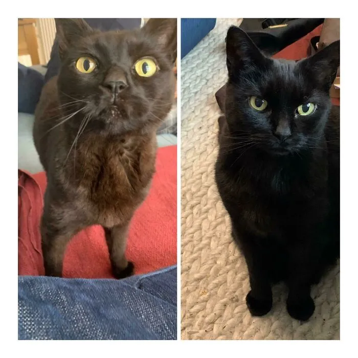 Adopté a esta señorita de 15 años hace 6 meses cuando sus dueños anteriores ya no la querían. Con una alimentación adecuada y cuidado ha subido medio kilo y se ve mucho más saludable 