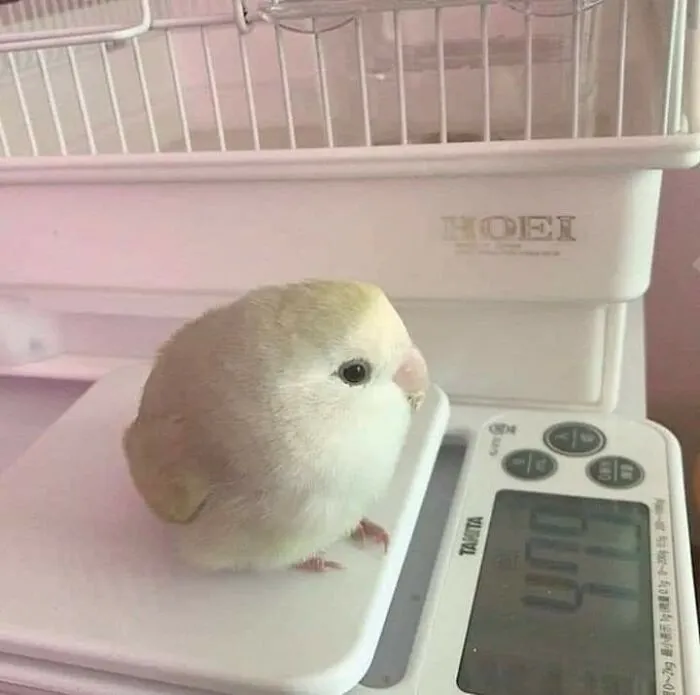Pequeño y redondo
