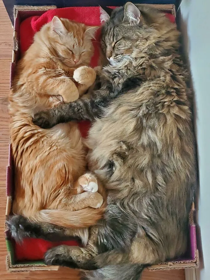 Nuestra gata de 18 años durmiendo con nuestro gatito de 8 meses 