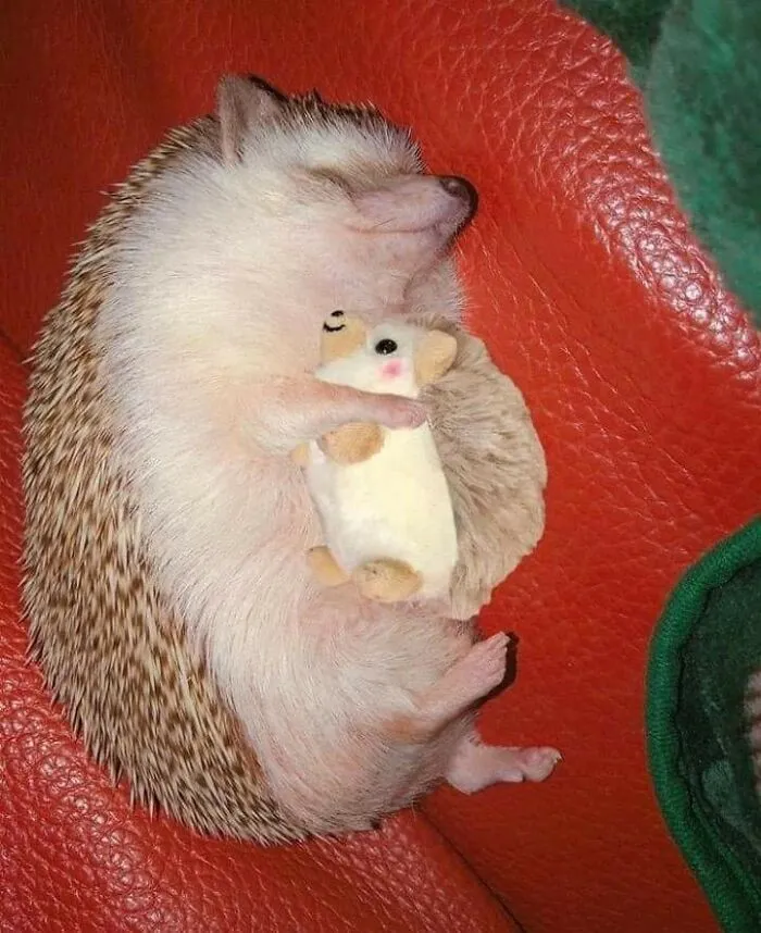 Hedgehog With Plushie