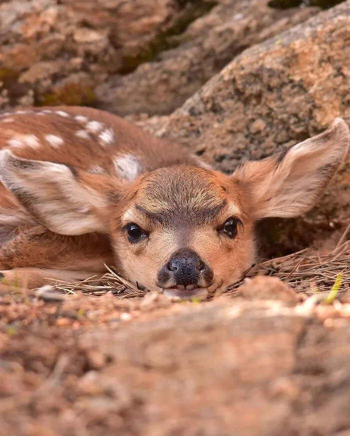 Nature Just Being Cute