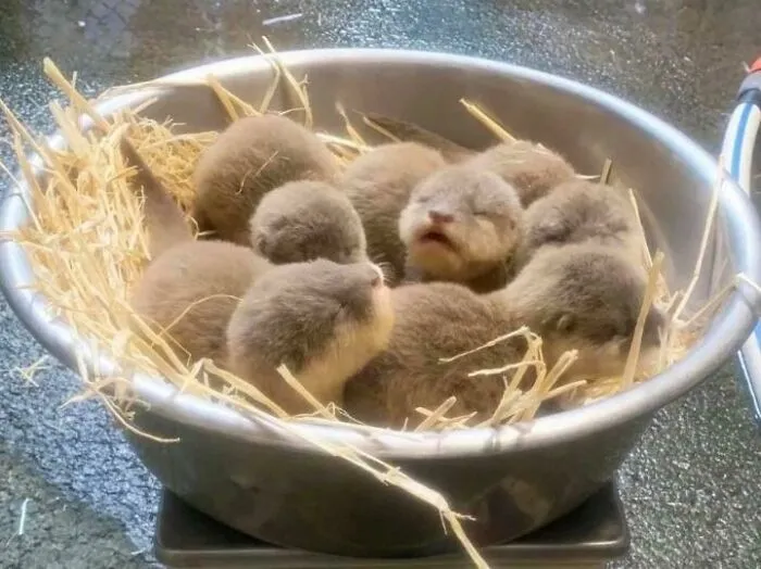 ¡Un cuenco lleno de cachorros de nutria!