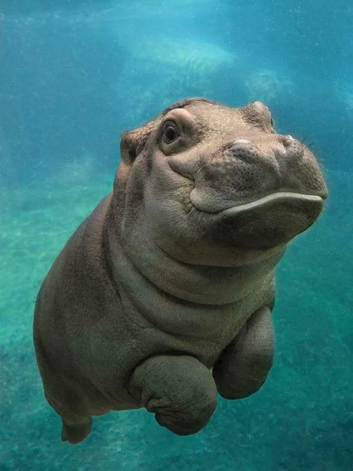 I Consider This Aww