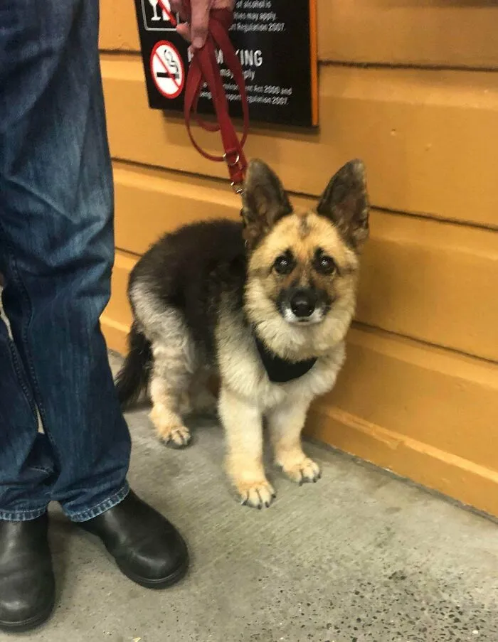 Adult German Shepherd With Dwarfism