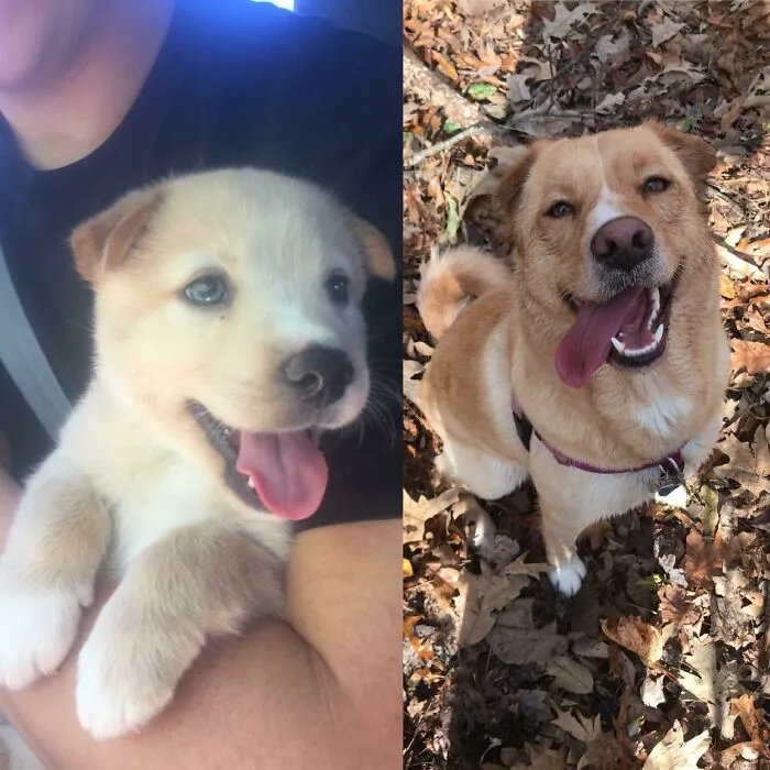 Impulsively Got Myself A Puppy For My 21st Birthday Three Years Ago, Best Decision I Ever Made