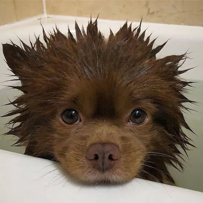 Esta cosita parece un oso después del baño..