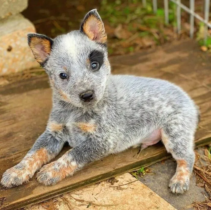 Cuteness Overloaded