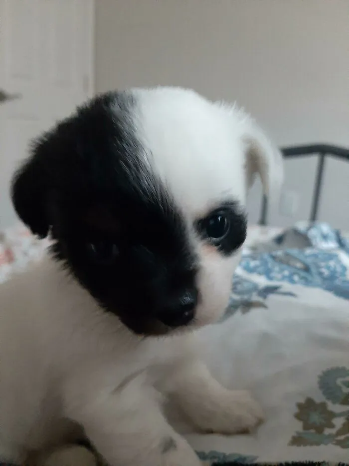 Meet Harvey Dent (Or Two Face)