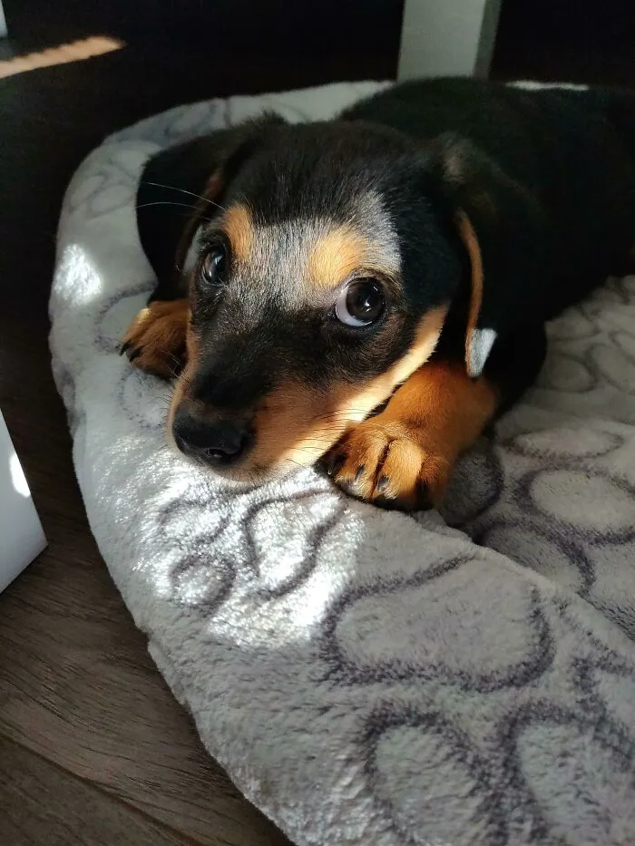 This Is Stella