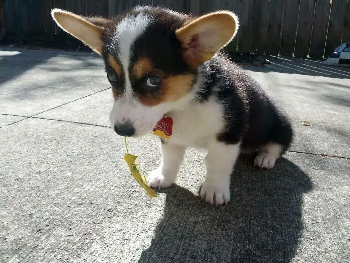 If He Likes You, He'll Show You His Leaf. You Can't Touch It, But You Can Look At It