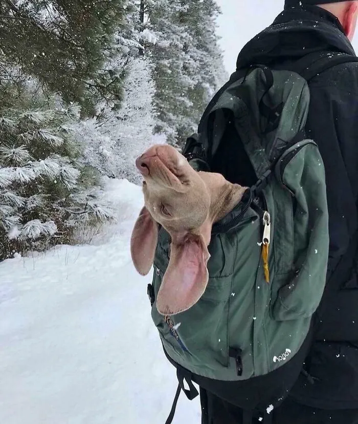 Another Beautiful Snowy Day