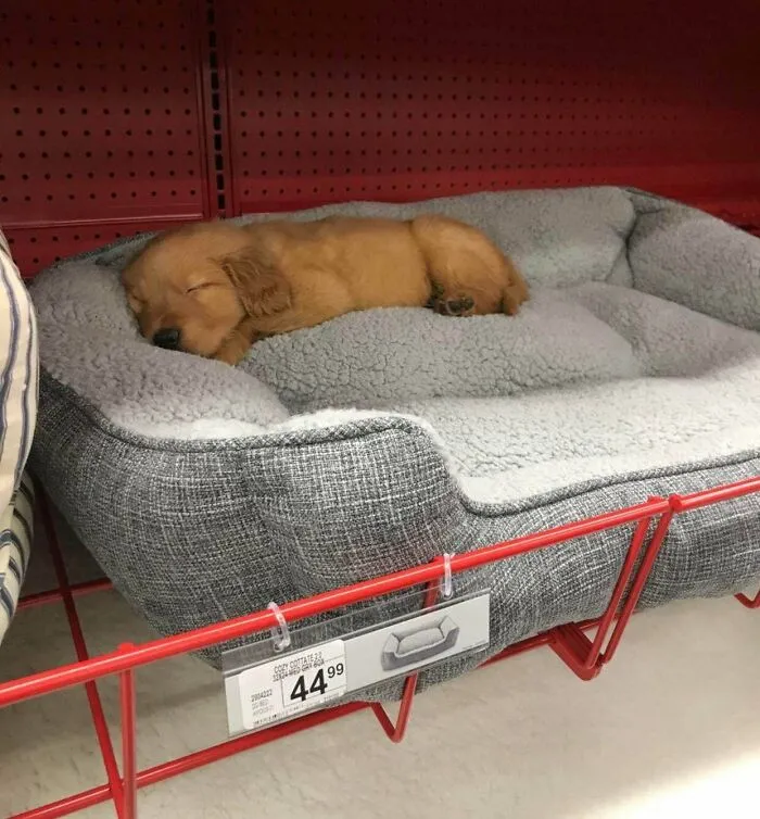 Bed Shopping