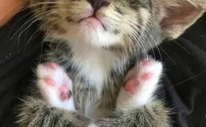 50 Cats Acting So Cute, People Just Had To Stop And Snap A Picture