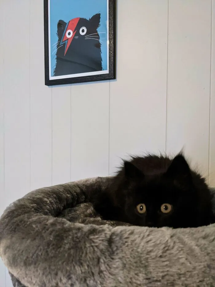 Usuarios de Reddit, ¡conozcan a Bowie!