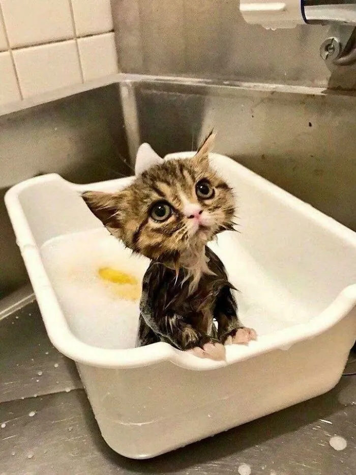 Gatito