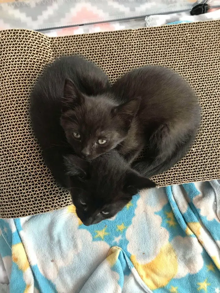 Hace algunas semanas, tomé la foto más adorable de estos dos bebés adoptados