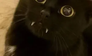50 Cats Acting So Cute, People Just Had To Stop And Snap A Picture