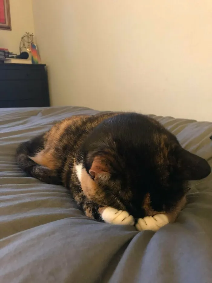 This Is It, Guys. She’s Hit Peak Cute