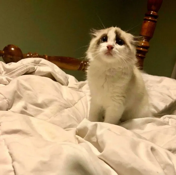Wally Got Scared, And His Eyes Broke My Heart ?