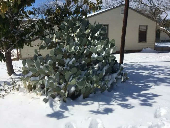 Seeing Snow On Our Cactus Is So Surreal!