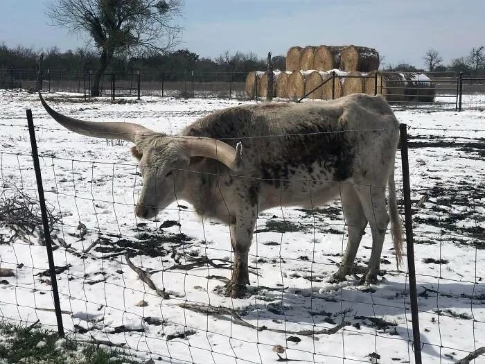 Beva The Longhorn Isn’t Phased By This - Just Wanted A Bit Of Love