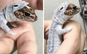 50 Unforgettable Moments Captured When Animals Did Something Hilariously Silly (New Pics)