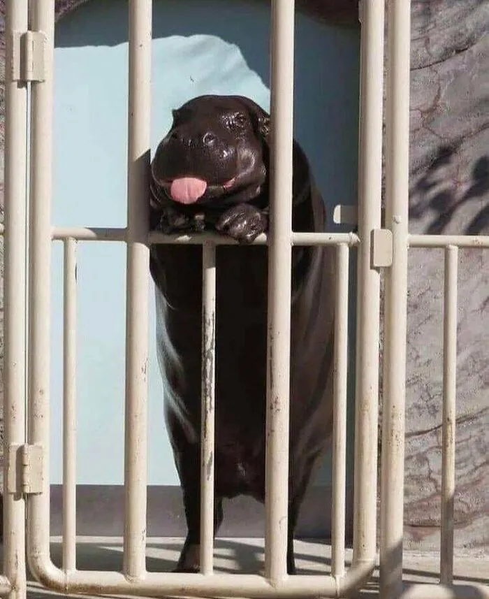 Sacando la lengua 