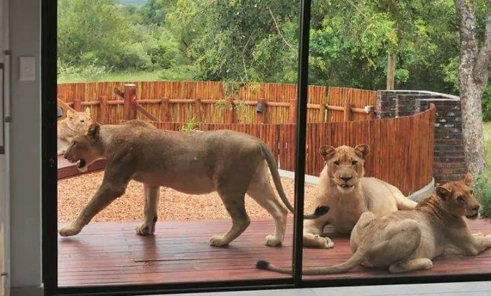 Miren, he oído que la vida es difícil en Australia, pero en Sudáfrica es distinto. Esta mañana, no saldré a nadar