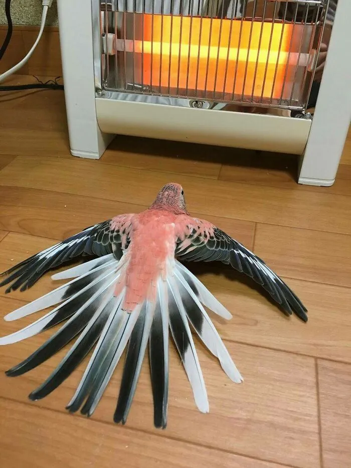 Oh, síiii