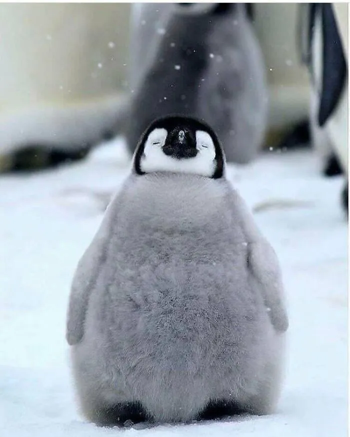 Polluelo de pingüino con plumaje esponjoso en la nieve, un adorable animal para alegrarte el día.