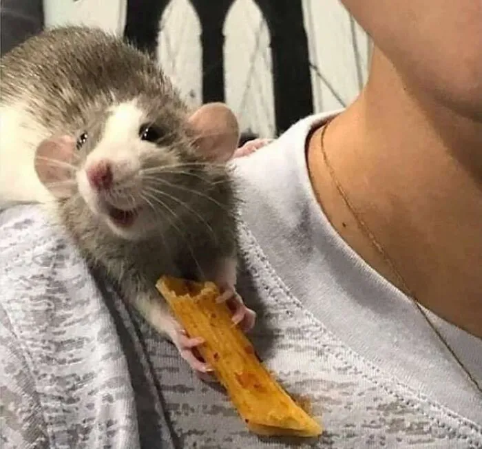 Ratón adorable sobre el hombro de una persona sosteniendo un tamal pequeño, imagen que muestra animales adorables para alegrarte el día.