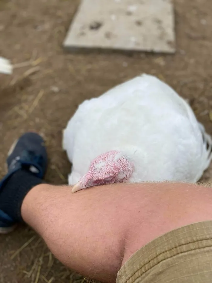 Pavo blanco adorable descansando la cabeza sobre la pierna de una persona, animales adorables en un entorno campestre.