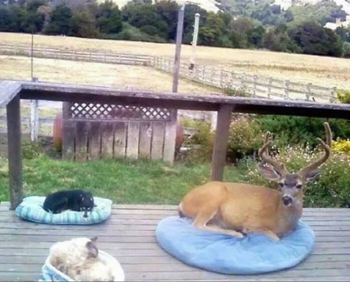The Homeowner Said That The Buck Shows Up Every Day, So He Put Out A Bed For Him