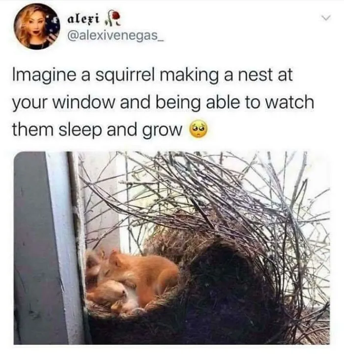 Dream Come True