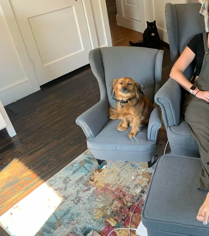 I Got My Pup A Matching Chair So He Would Stop Stealing Mine. Needless To Say, He’s Very Pleased