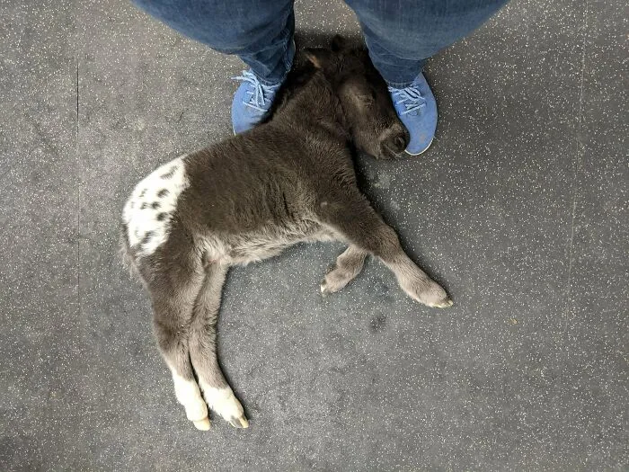 I'm A Horse Vet. This Adorable Little Guy Fell Asleep On My Feet While I Talked To His People.