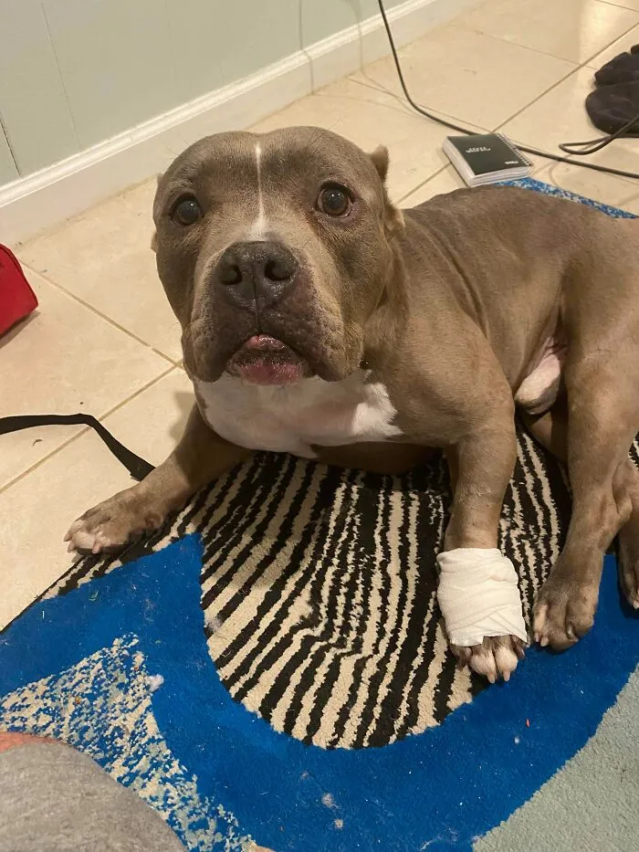 Ham Saved My Life Yesterday. He Hurt His Paw But I’m Alive Because Of His Bravery. Thank You, Ham. You Are My Best Friend