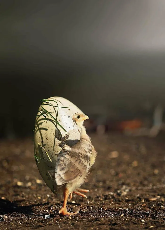 The Shell Knight