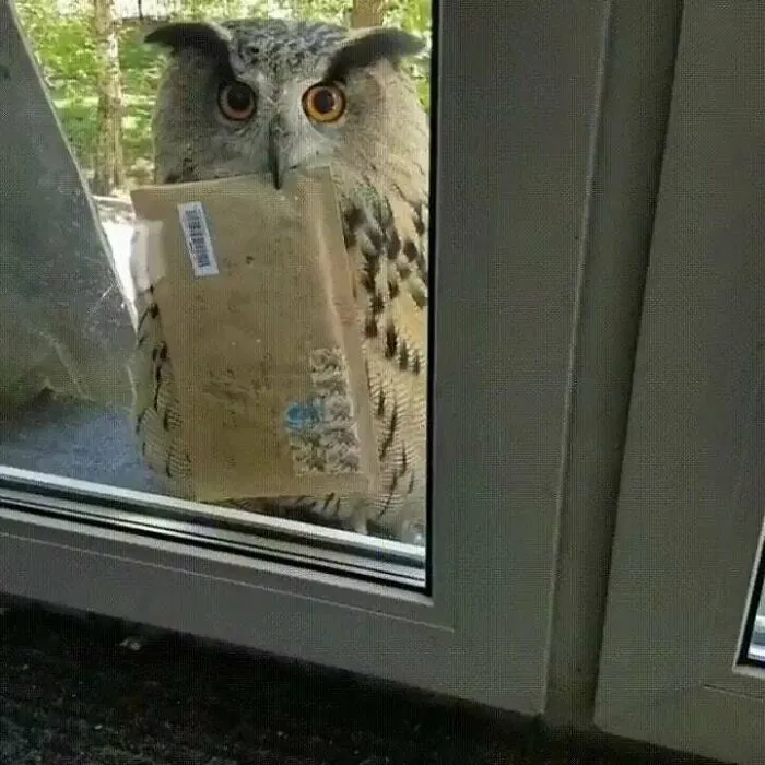 Hogwarts Letter Finally Arrived