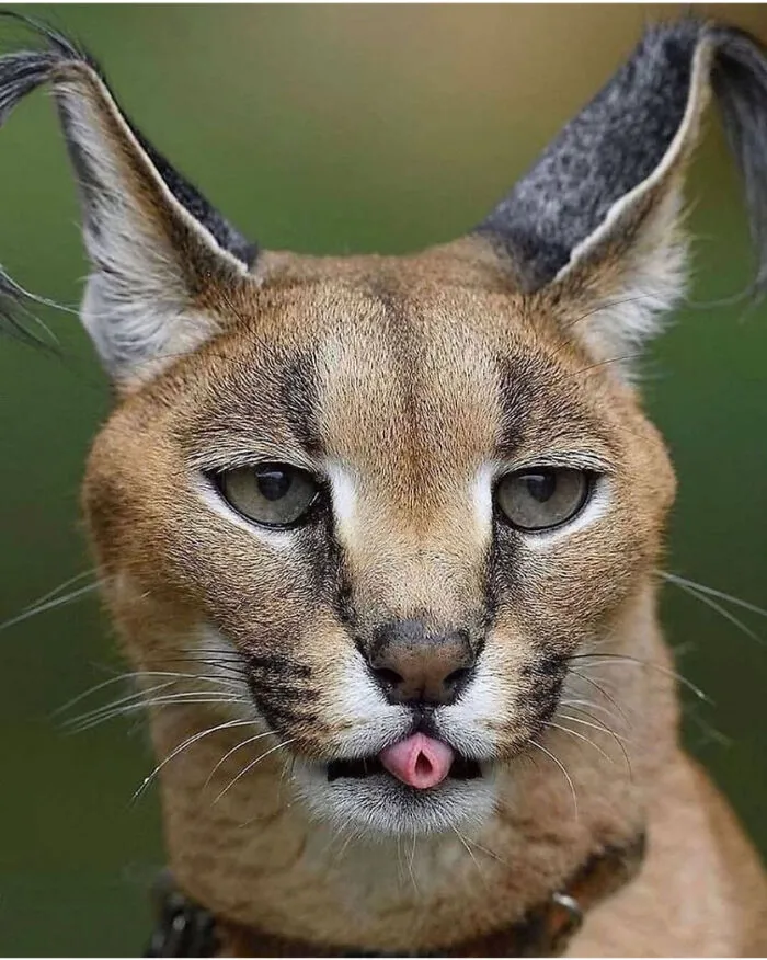 Look At That Tongue