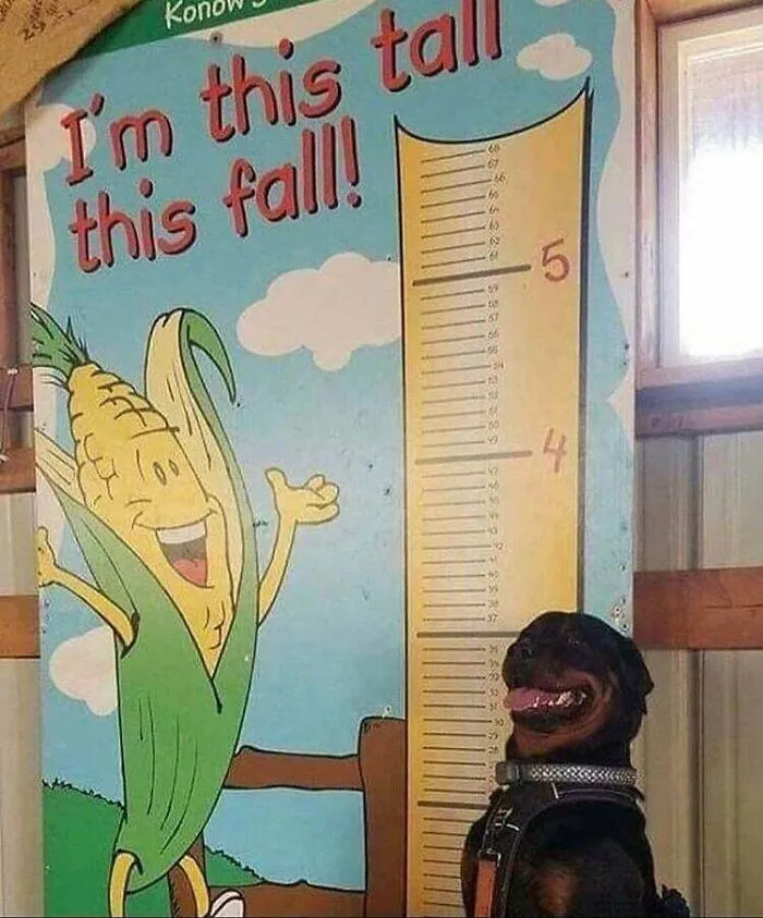 I Just Want To Be This Happy
