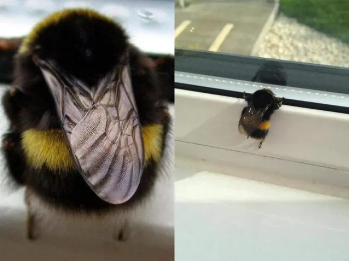  Esta abeja gorda tratando de subirse