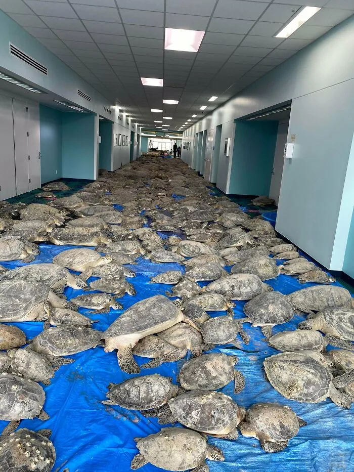 En Texas están resguardando a todo tipo de animales para protegerlos de la ola de frío (19 fotos)