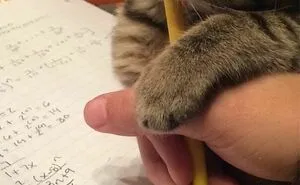 50 Of The Funniest Cat Pictures On The Internet (New Pics)