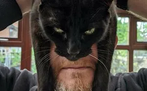 50 Of The Funniest Cat Pictures On The Internet (New Pics)