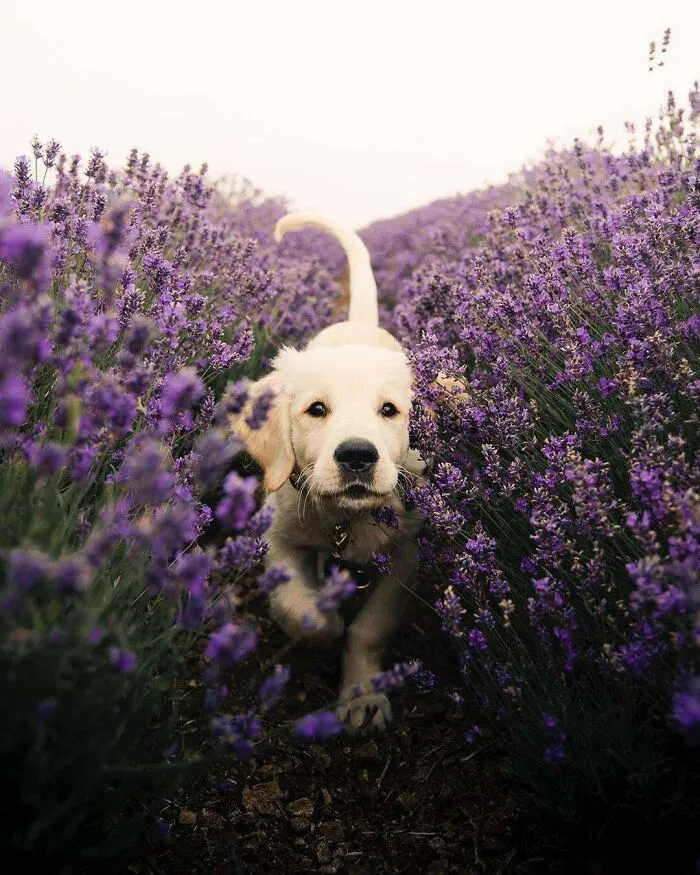 Running Through The Lavender
