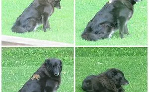 50 Uplifting Dog Posts To Make Your Day Better (New Pics)
