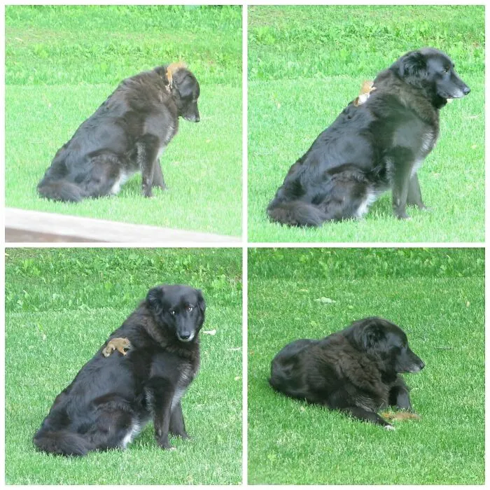 Our Dog And A Baby Squirrel Just Hanging Out