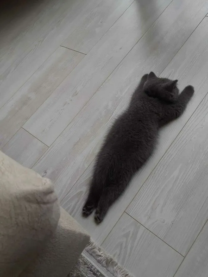 My Cat Is Sleeping Very Strangely...