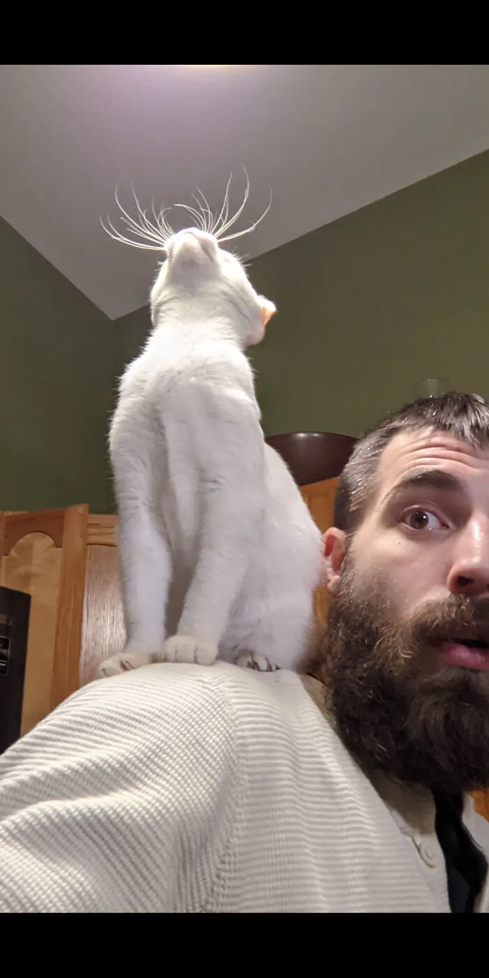 Behold The Glorious Whiskers Of Shoulder Cat